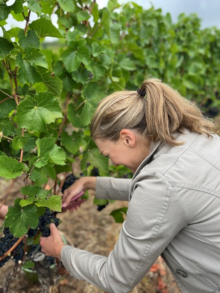 Ernte des Sp�tburgunders